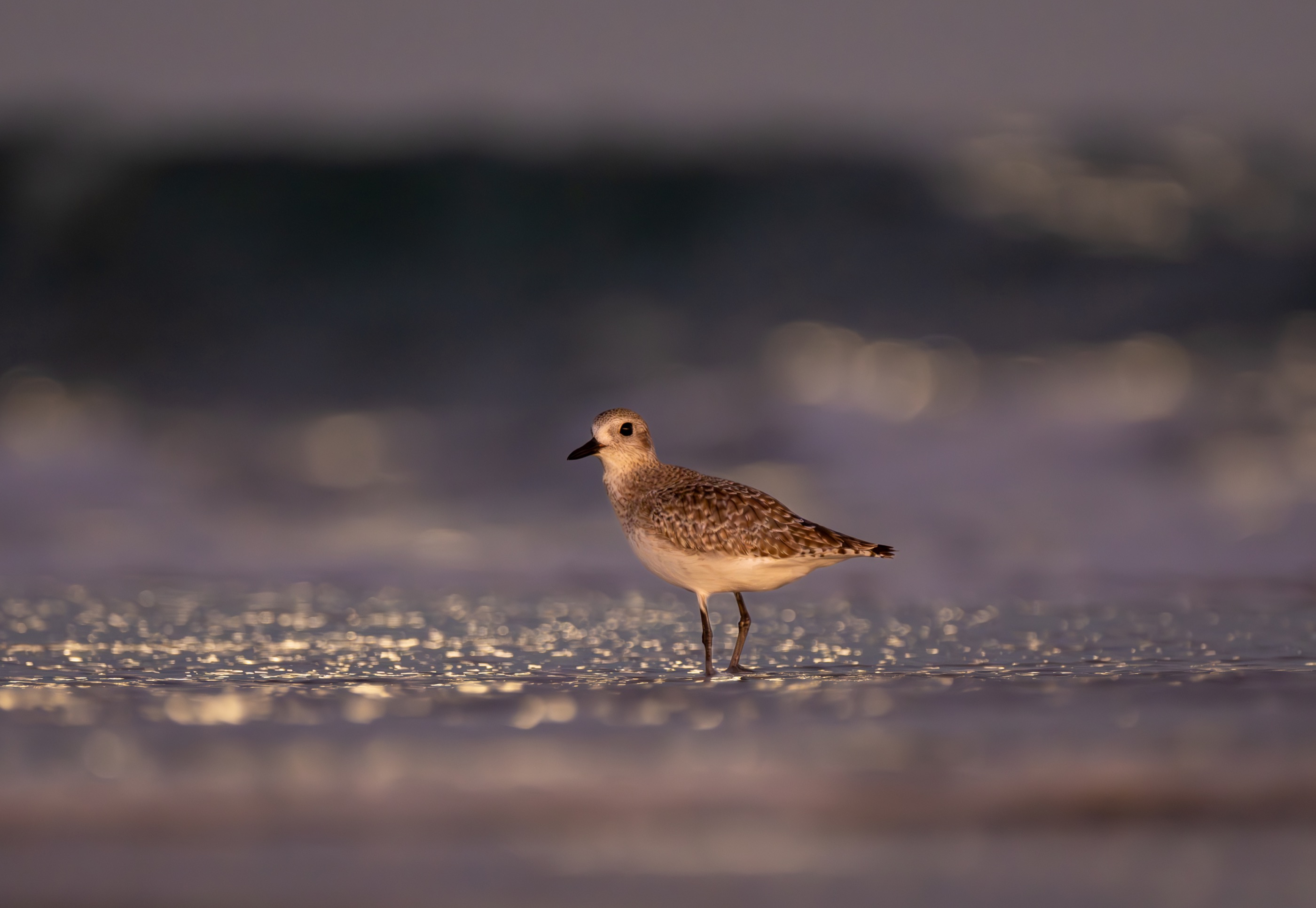 A shorebird standing in shallow surf illuminated by soft golden light